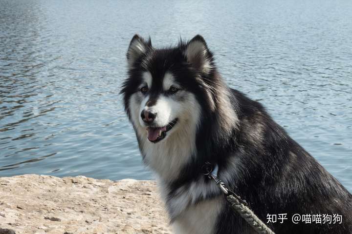 阿拉斯加"最怕"的什么事情?