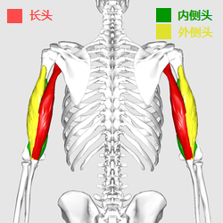 你好肱三头肌了解一下