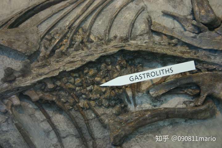 鹦鹉嘴龙的胃石(gastrolith),数量巨多;图源ryan somma
