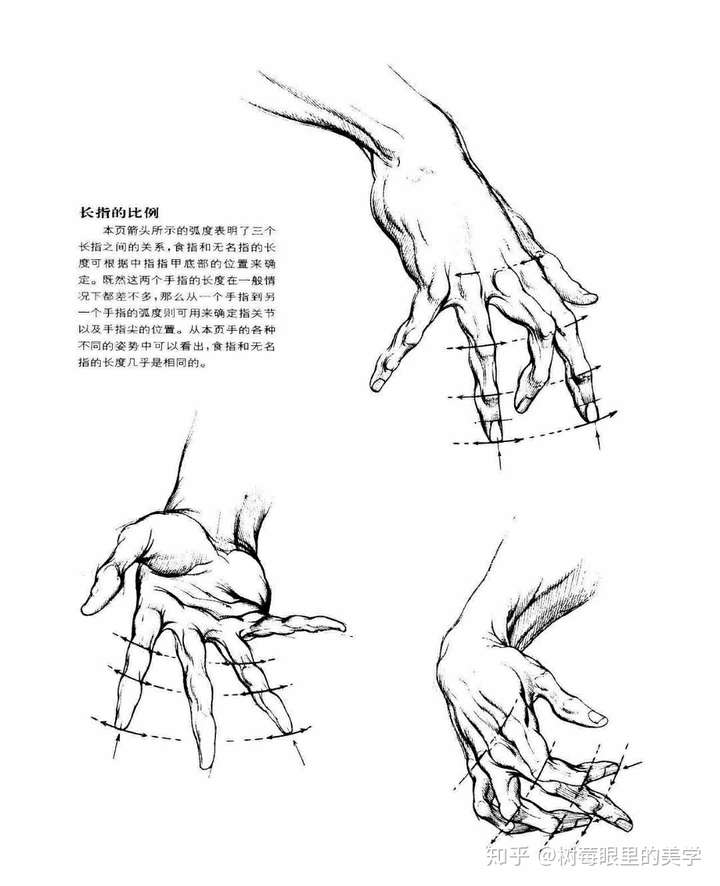 速写手不会画,很困难 可以看看伯恩·霍加斯对手部结构的理解