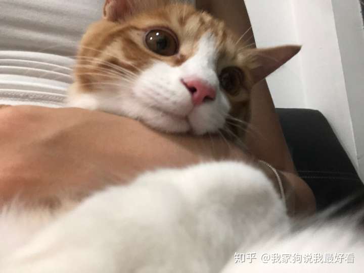 想养猫,在橘猫,奶牛猫,中华田园猫,黑猫中选的话哪种比较符合要求?