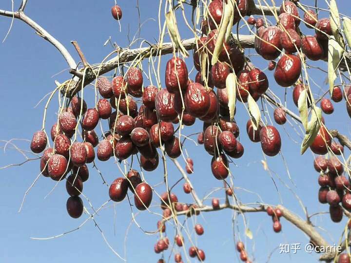 泡水喝时红枣必须炒吗?