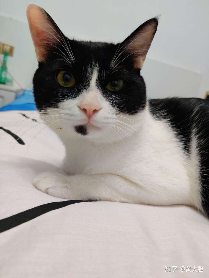 想给田园猫发腮该怎么做