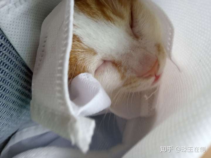 不到一个月的小奶猫便便应该什么样才是正常的?