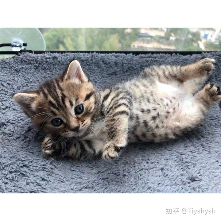 豹猫蓝猫杂交的猫长啥样,求大佬告知?