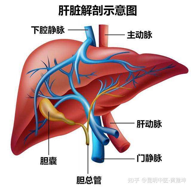 肝脏在人体中起着什么作用?