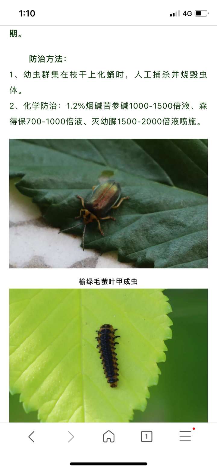 请问这是什么虫子,会咬人,腹部黄色的,背部有点绿色?