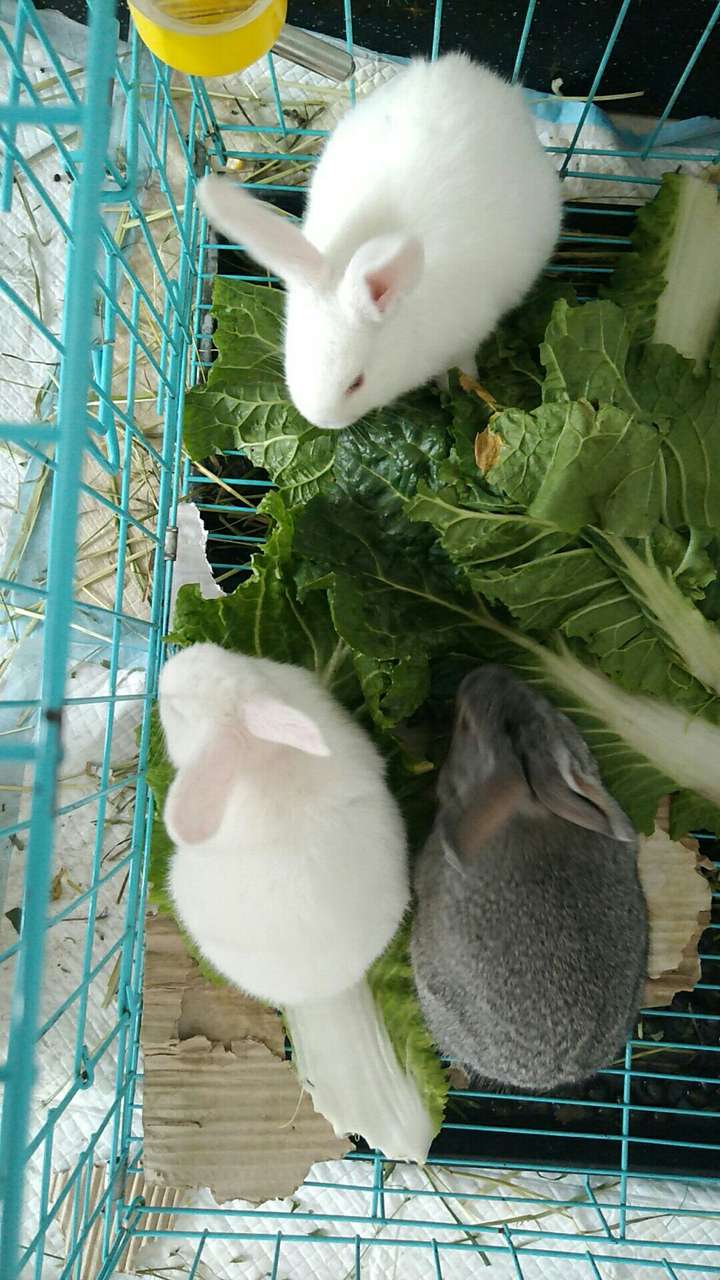 一眨眼兔兔也都长大了