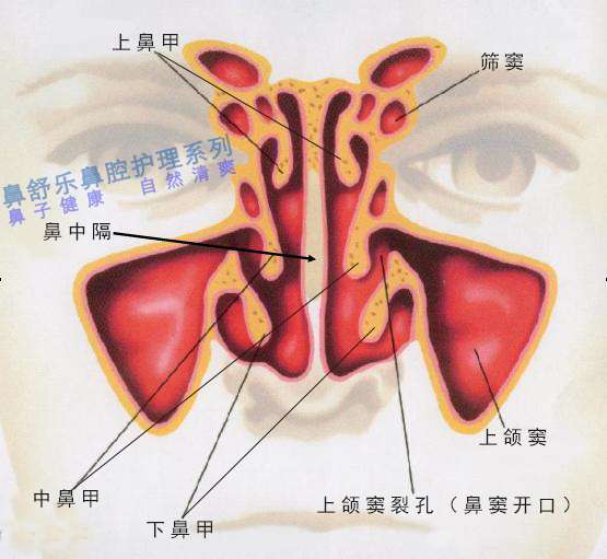 鼻甲位置图