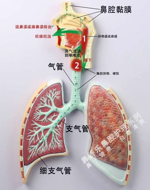 呼吸系统痰的产生部位及最终排掉路径