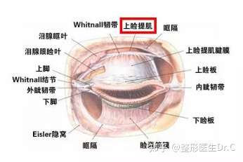 双眼皮手术上睑提肌能增大眼睛吗