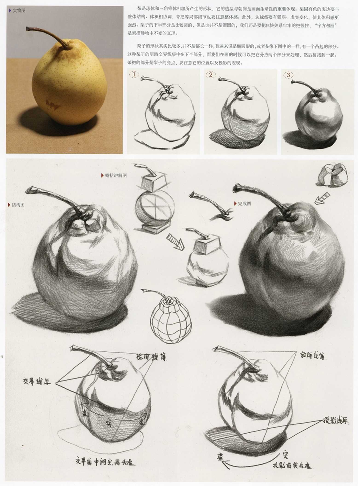 静物素描水果篇:梨的画法