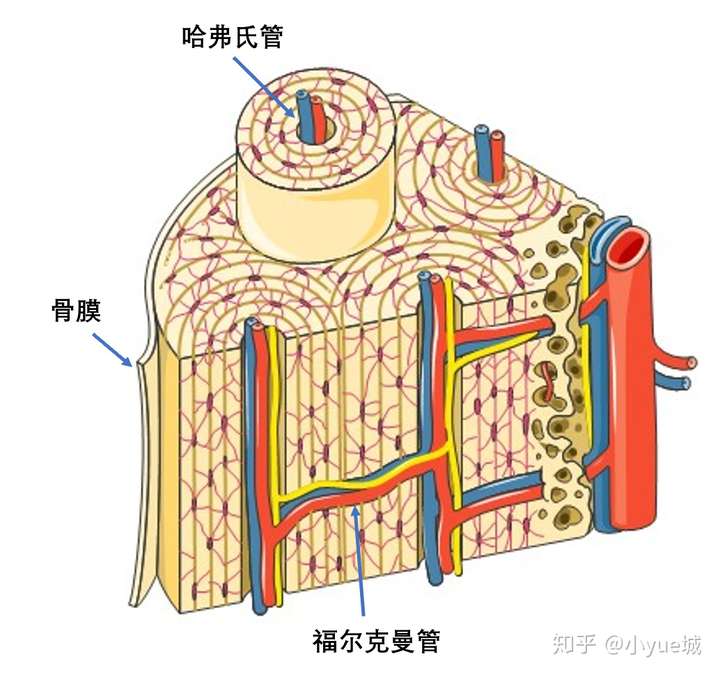 骨骼外层有一层结缔组织,称为 骨膜.