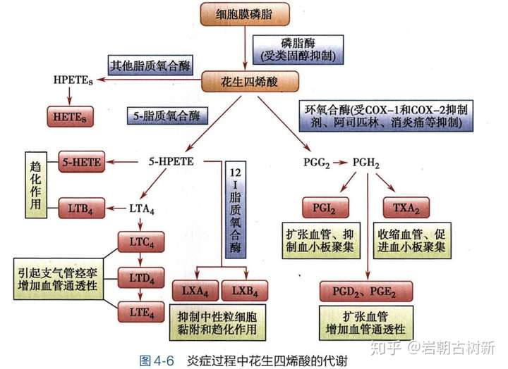 花生四烯酸是不是细胞中间代谢产物?