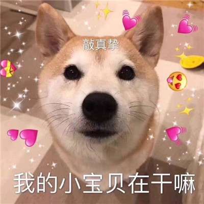 小柴犬可爱表情包是我暗示的还不够明显吗