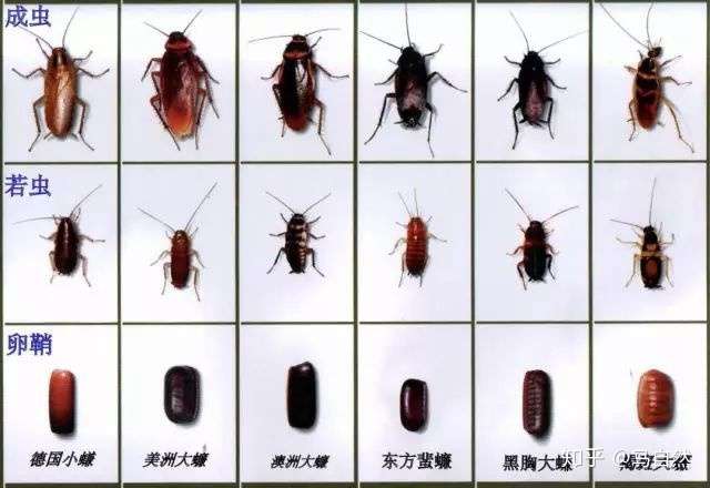 一:蟑螂对人体的危害 蟑螂学名蜚蠊,常见的种类有德国小蠊,美洲大蠊和