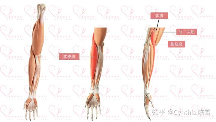 肱肌在肱二头肌的深面,如果再往外靠一点就是肱桡肌了