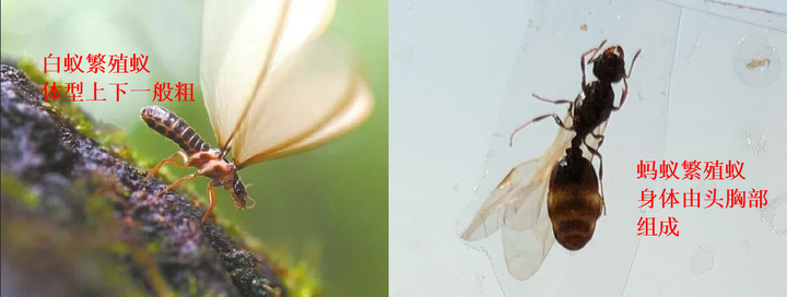 飞蚁属于白蚁吗,为什么会自己断翅膀?
