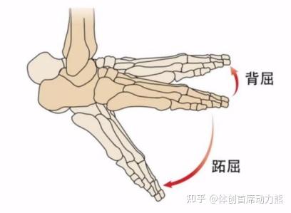 以胫骨和足底平面垂直为零度(中立位),踝关节活动的正常范围为跖屈