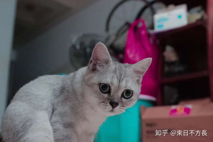 这只猫咪是银渐层吗?品相怎么样?