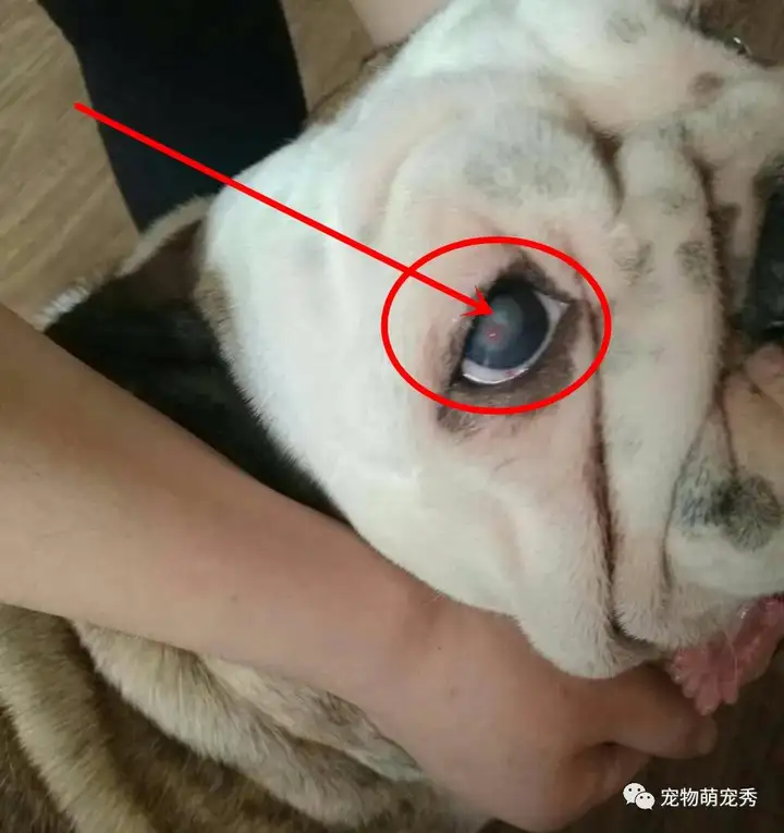 狗狗的一只眼圈红肿,快睁不开了?