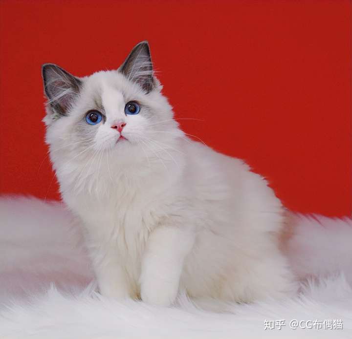 布偶猫各种颜色的价位大概是在多少呢?