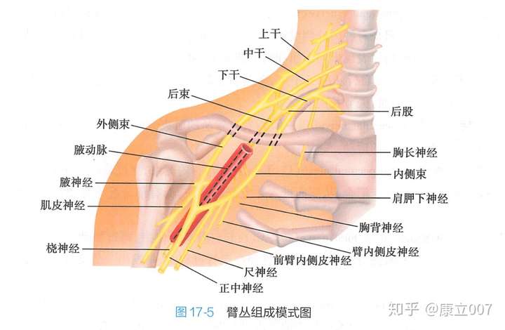 臂丛组成模式图,来自人卫9版《系统解剖学》p281