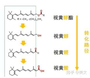 成分类视黄醇