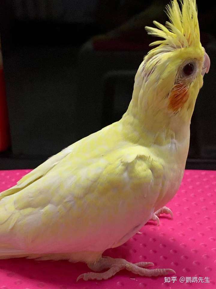 黄化珍珠玄凤鹦鹉