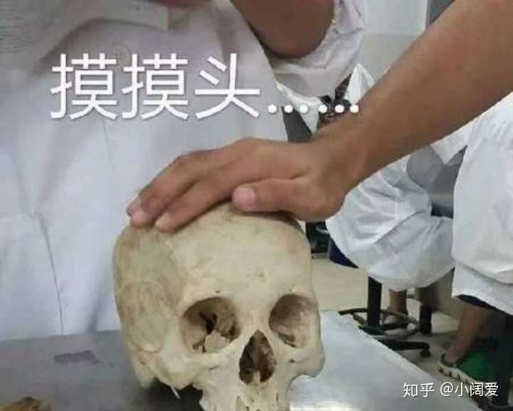 记得我才进校学习的第一门与医学相关的课程就是系统解剖学,当时知道