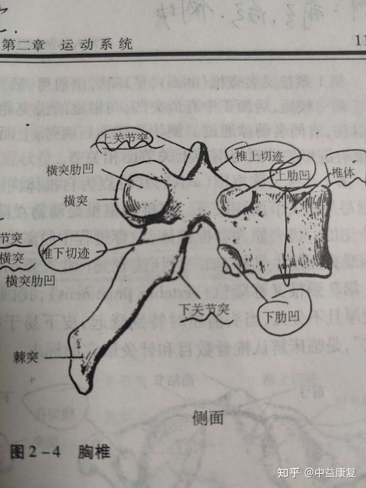 胸椎棘突细长向后下斜,构成脊柱呈叠瓦状