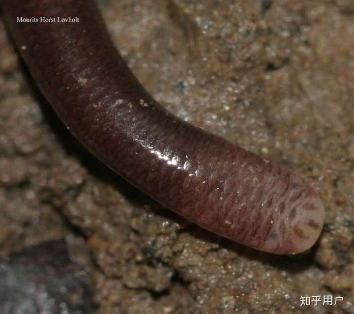 鼻鳞被鳞沟分成前后两半,鼻孔位于其间; 上唇鳞4枚,第一枚最小,末枚最