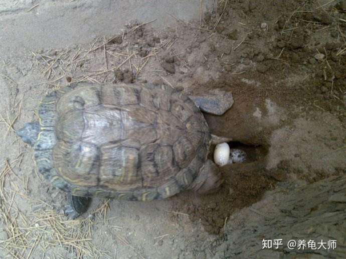 这个才是巴西龟产蛋