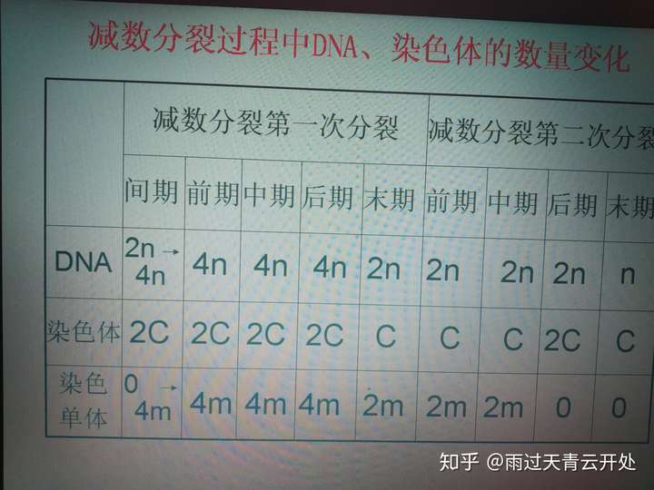 求助各位生物大神dna染色体染色单体在减数分裂或者是有丝分裂怎么看