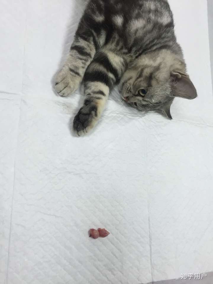 求公猫绝育后蛋蛋的图片?