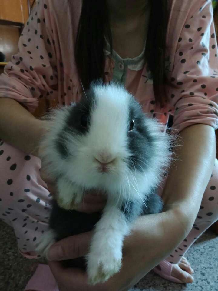 我家的兔兔是不是得了口角炎?