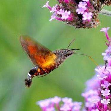 蜂鸟鹰蛾,学名:macroglossum stellatarum(linnaeus, 1758),是天蛾科