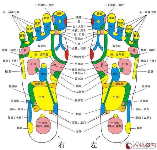 足底只有一个穴位涌泉穴吗