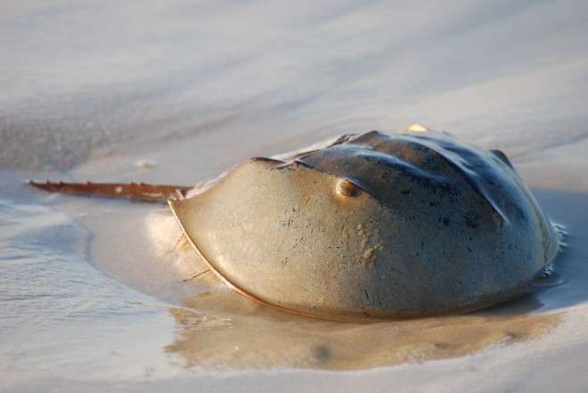 horseshoe crab, 鲎【hòu】 正面看起来蠢萌蠢萌哒  当时我就想捉