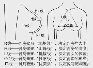 刘燕酿制最美的乳房应该是什么样