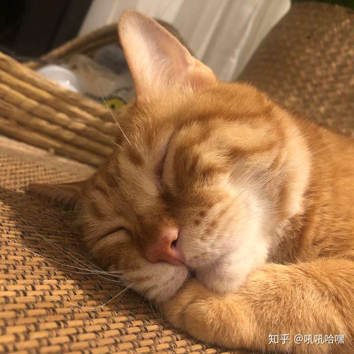 怎么能让猫记住教训?