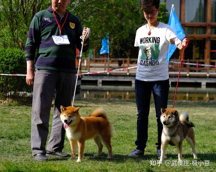 这个是不是胡麻色柴犬?