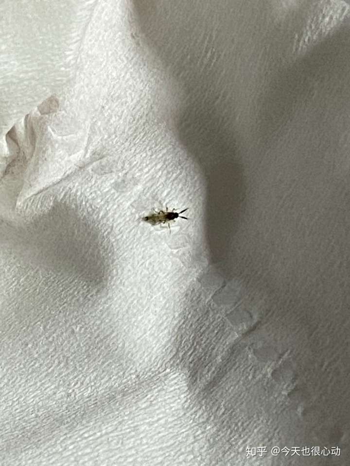 床上有很多小虫子着,该怎么处理,请问这是什么虫子呀?