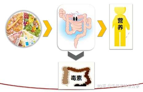 如何调节肠道健康?