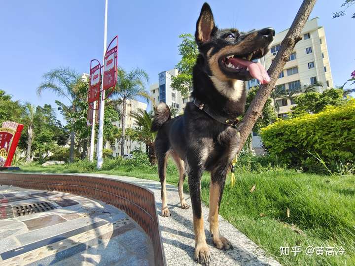 如何挑选四眼铁包金铁包银田园犬?