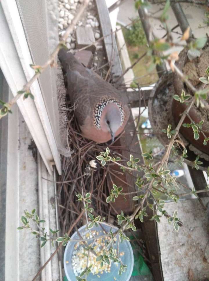 跟你遇到了相同情况,斑鸠在我家厨房的窗台上搭了窝孵蛋.