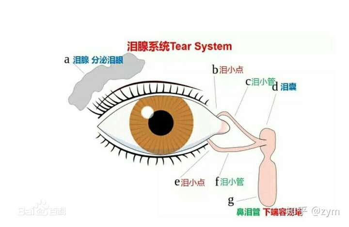 鼻泪管是眼泪从眼睛经内眦部排入鼻腔的管道.