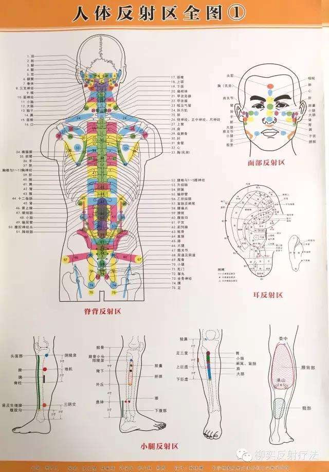 根据全息胚原理,人身体三大反射区:耳,手,足部.