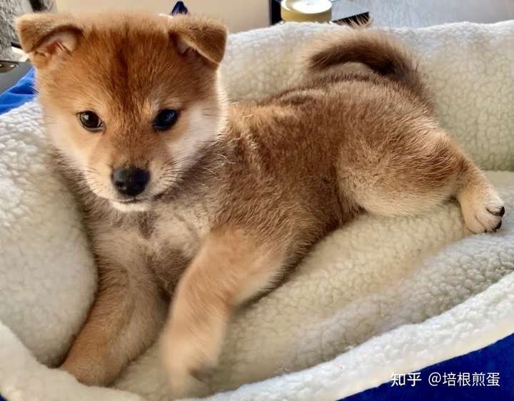 怎样纸质证明买来的柴犬是柴犬串串?