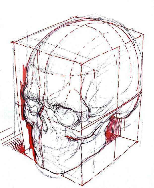两点透视侧面的头骨